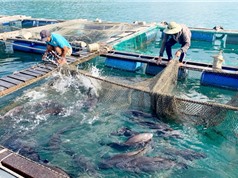 Khánh Hòa: Sản xuất giống và nuôi thương phẩm cá sủ đất